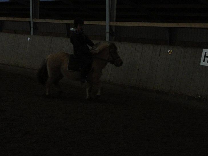 Anden særlig race Hestediscounts Perle  - Perle og jeg(: billede 8