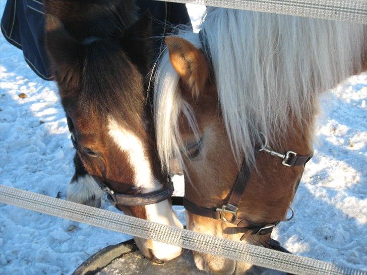 Welsh Cob (sec D) Dorthealyst Omikron - Aldrig glemt, altid gemt billede 15