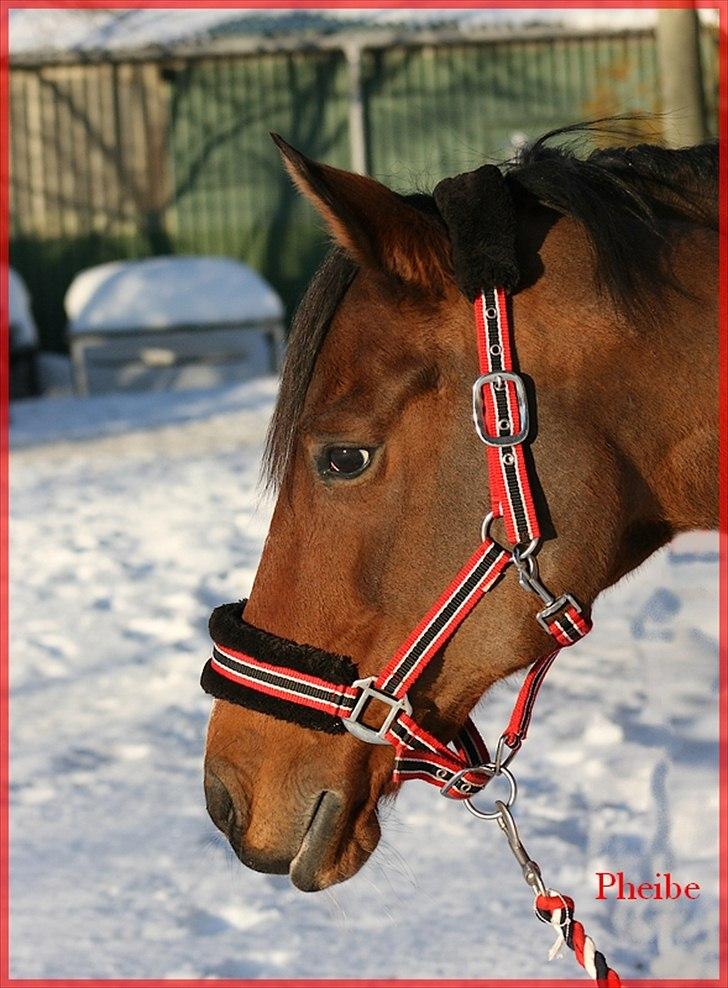 Hollandsk Sportspony Phebie billede 15