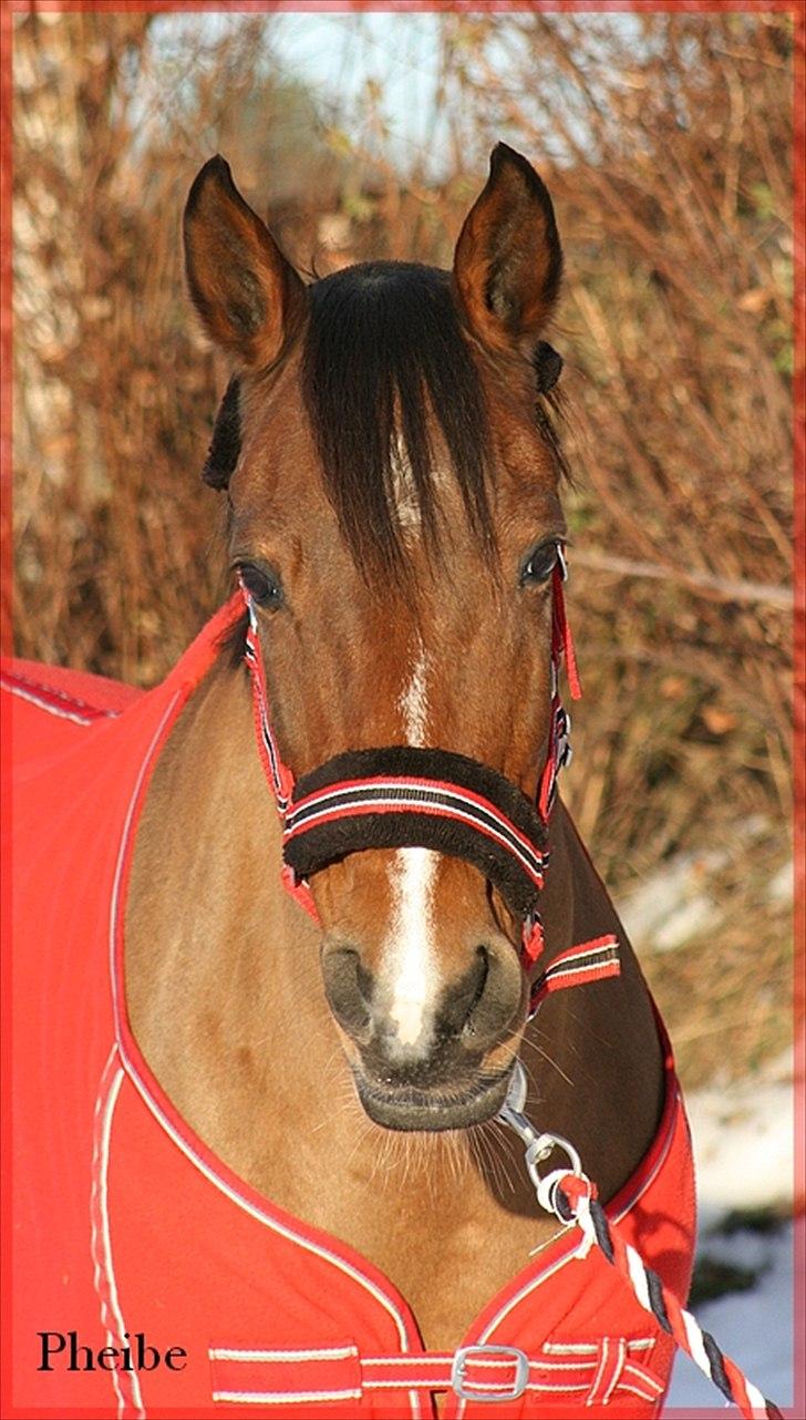 Hollandsk Sportspony Phebie billede 2