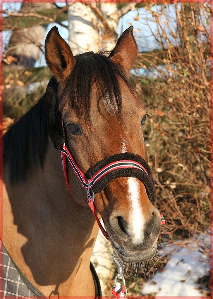 Hollandsk Sportspony Phebie billede 5