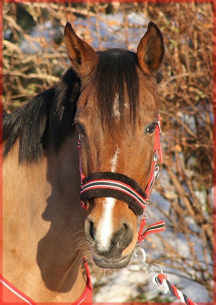 Hollandsk Sportspony Phebie billede 7