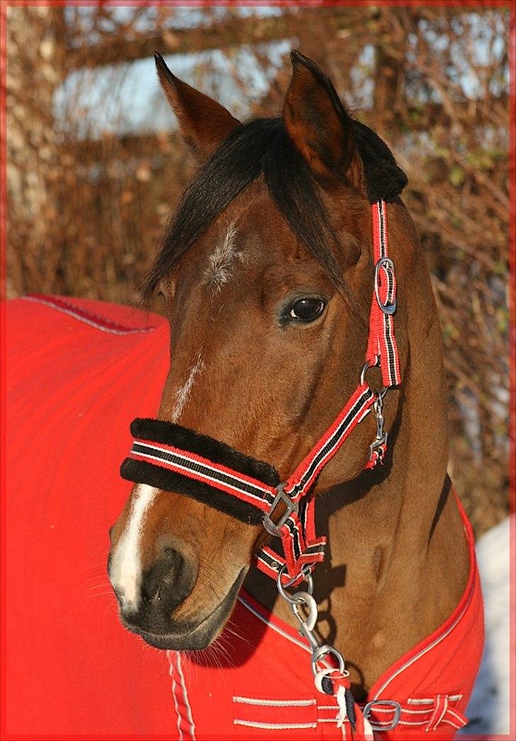 Hollandsk Sportspony Phebie billede 8