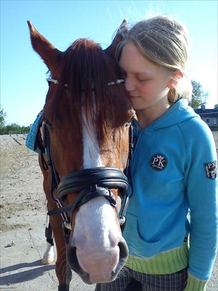 Hannoveraner Die Noisette (Noisette) - Puha det var altså en meget hård ridetur! Ja men du blev også dygtigere og dygtigere:D <3 billede 7