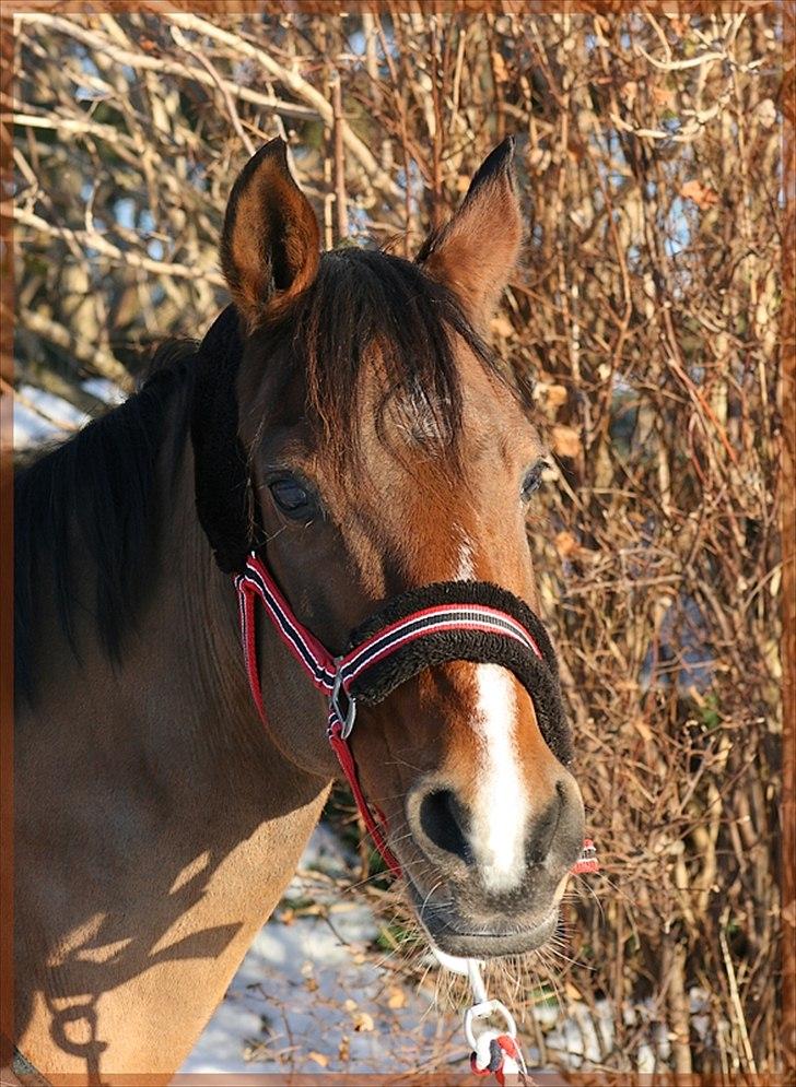 Hollandsk Sportspony Phebie billede 10