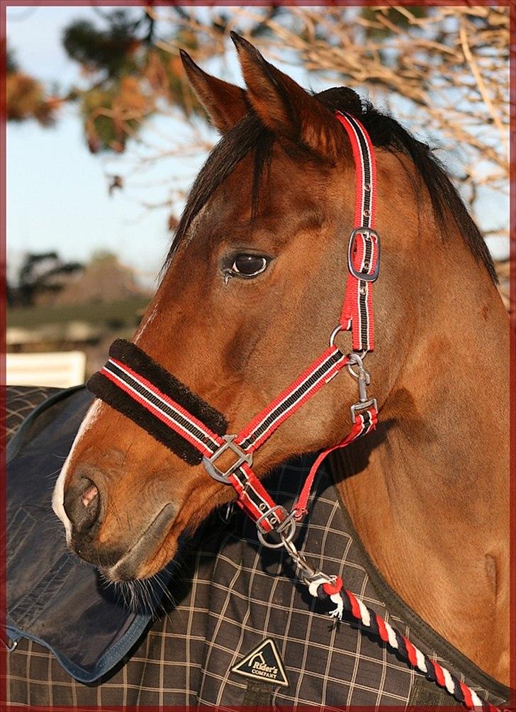 Hollandsk Sportspony Phebie billede 11