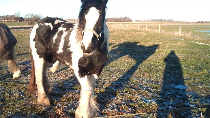 Irish Cob Frigge Eira Snowtime Solgt billede 2