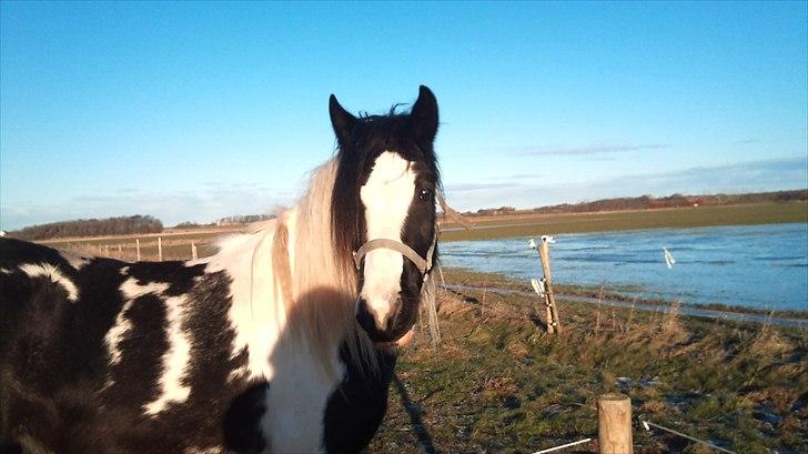 Irish Cob Frigge Eira Snowtime Solgt billede 3