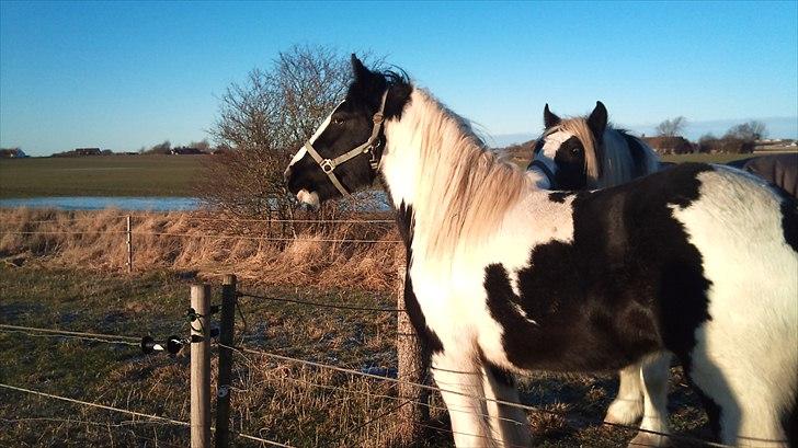 Irish Cob Frigge Eira Snowtime Solgt billede 4