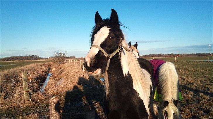 Irish Cob Frigge Eira Snowtime Solgt billede 5