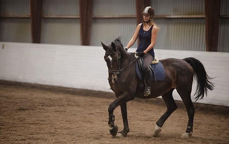 Dansk Varmblod Asmira - Ynglingsbillede <3 og en af de bedste dage Asmira og mig har haft sammen (:  billede 1