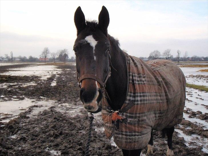 Dansk Varmblod Asmira - Asmira på folden (:  billede 7
