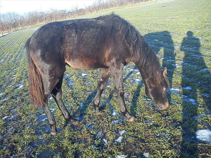 Anden særlig race Annabell - Første dag på græs efter hun er flyttet hjemmefra. D. 2/1-2011 billede 7