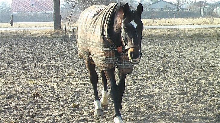 Dansk Varmblod Asmira - Dejlige hest (: billede 6