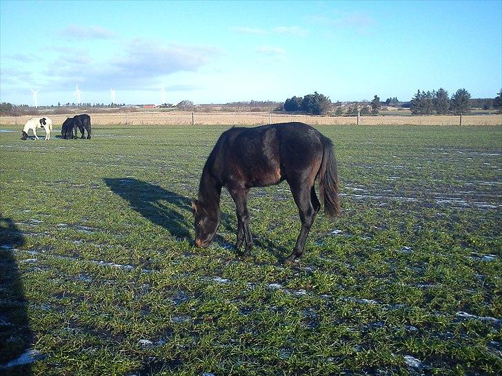 Anden særlig race Annabell billede 8