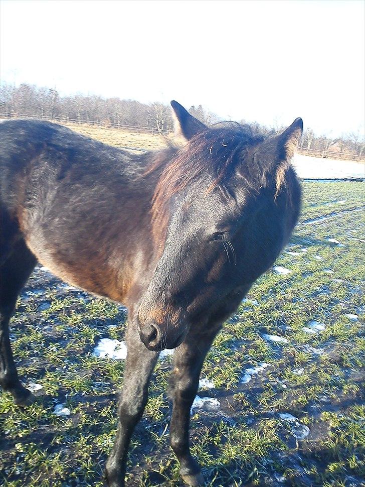 Anden særlig race Annabell billede 10
