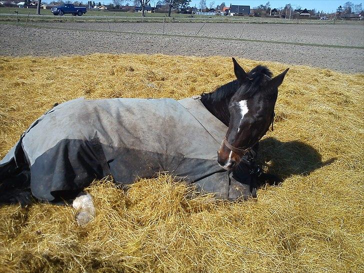 Dansk Varmblod Asmira - vi tager os lige en lur (: billede 11