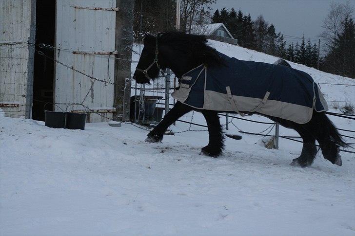 Norsk Døle Stjernelill - løper og koser seg ute i luftegården en vinterdag 2010 billede 10