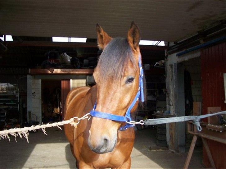 Traver Noah Østervang- solgt billede 1