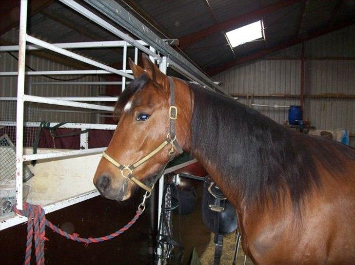 Traver Noah Østervang- solgt billede 2