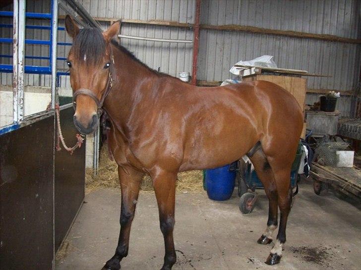 Traver Noah Østervang- solgt billede 3