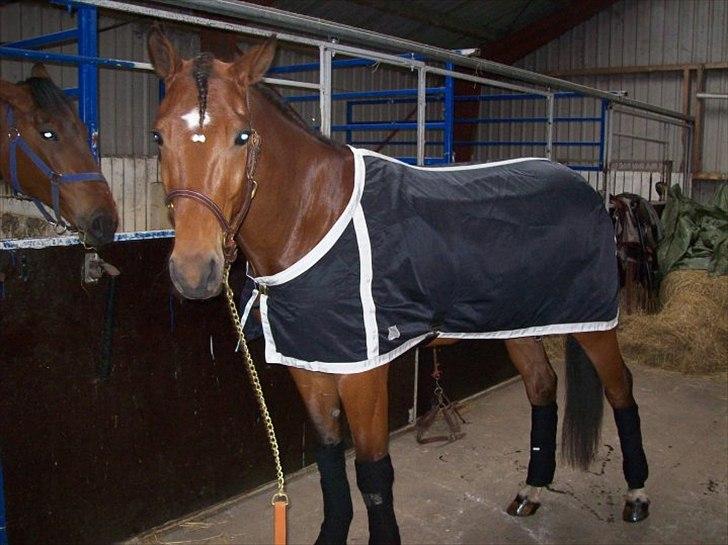 Traver Noah Østervang- solgt billede 4