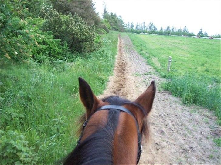 Traver Noah Østervang- solgt billede 6
