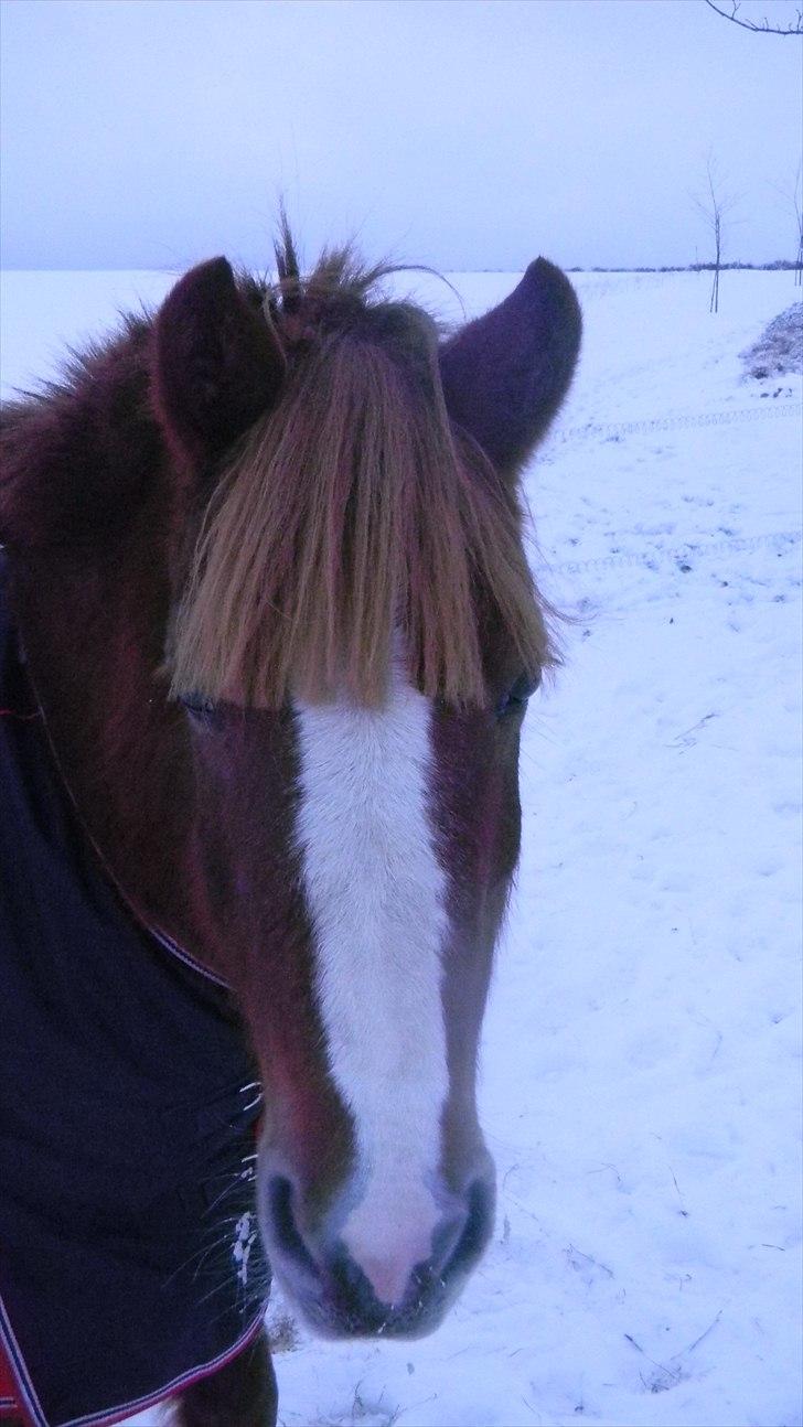 New Forest Perle! Solgt):<3 - Flotte Perle i sneen ! :D <3 billede 13