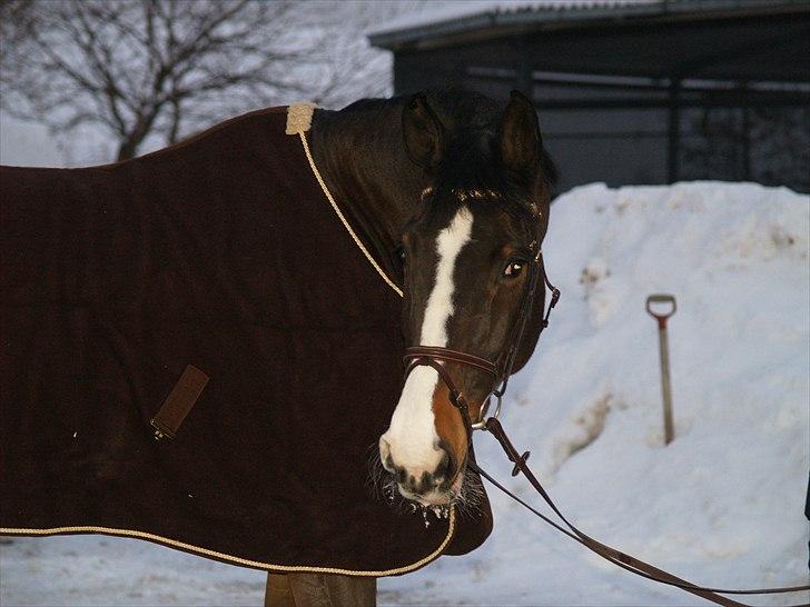 Dansk Varmblod Chamør billede 3