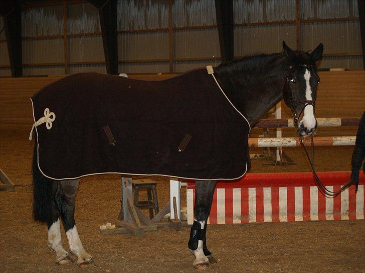 Dansk Varmblod Chamør billede 4