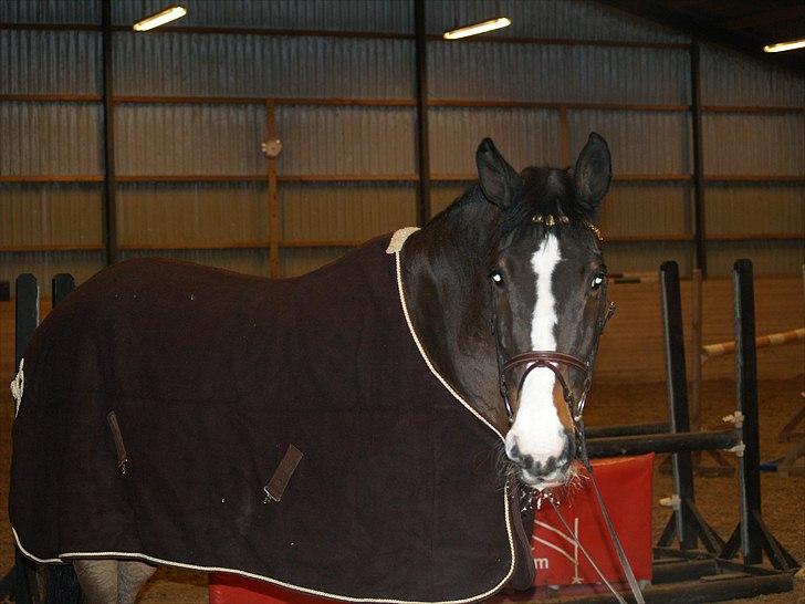 Dansk Varmblod Chamør billede 5