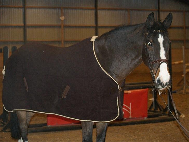 Dansk Varmblod Chamør billede 6