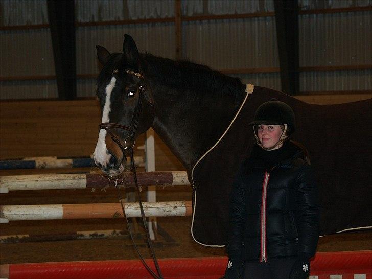 Dansk Varmblod Chamør billede 7