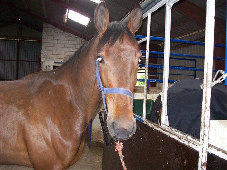 Traver Rheia Køjborg- R.I.P. billede 1