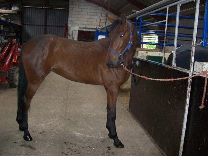 Traver Rheia Køjborg- R.I.P. billede 2