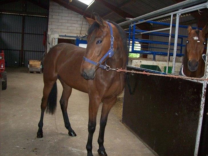 Traver Rheia Køjborg- R.I.P. billede 3