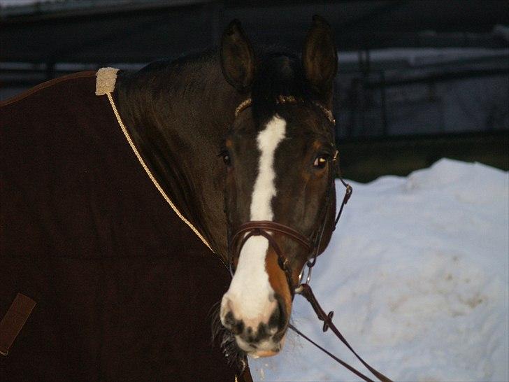 Dansk Varmblod Chamør billede 9