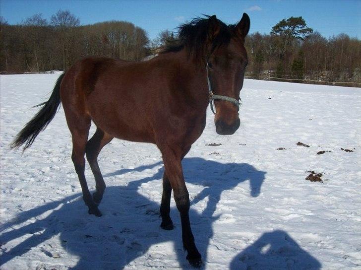 Traver Rheia Køjborg- R.I.P. billede 4