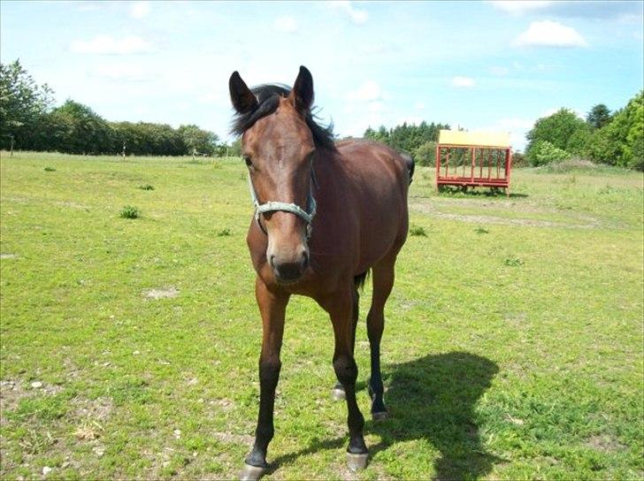 Traver Rheia Køjborg- R.I.P. billede 5