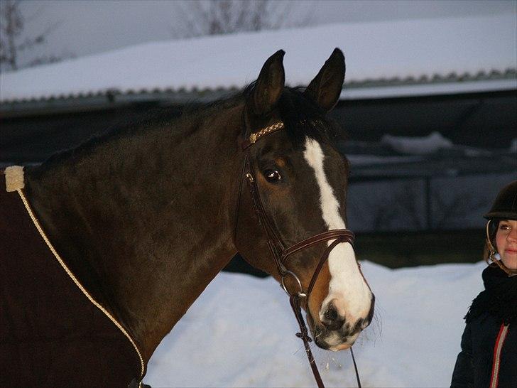 Dansk Varmblod Chamør billede 10