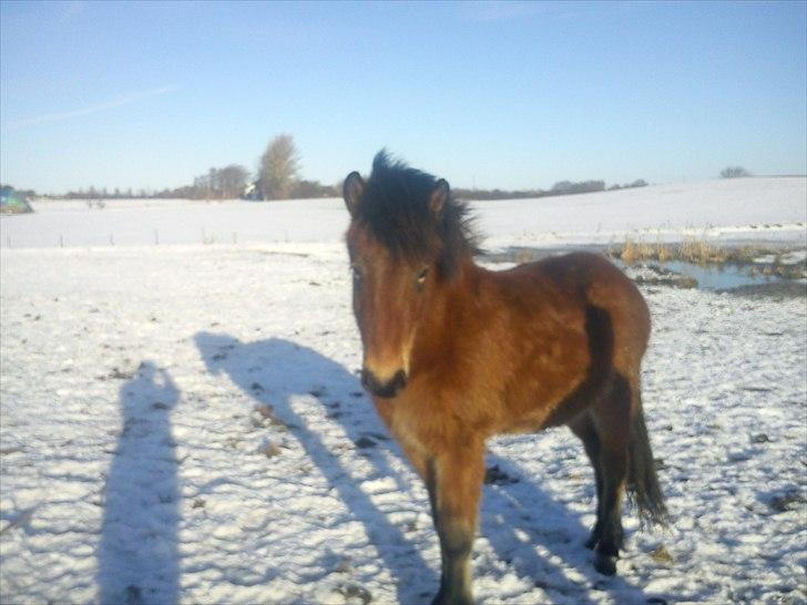 Islænder Náttfari fra Ll. Hafmey billede 7