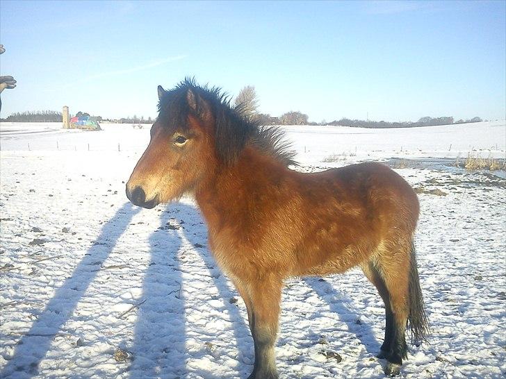 Islænder Náttfari fra Ll. Hafmey billede 8
