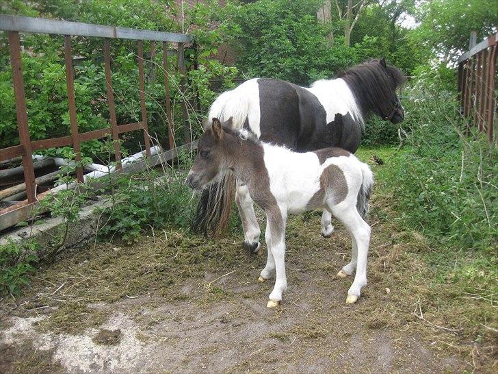 Shetlænder Nini. *Baby* - Få dage gammel. billede 17