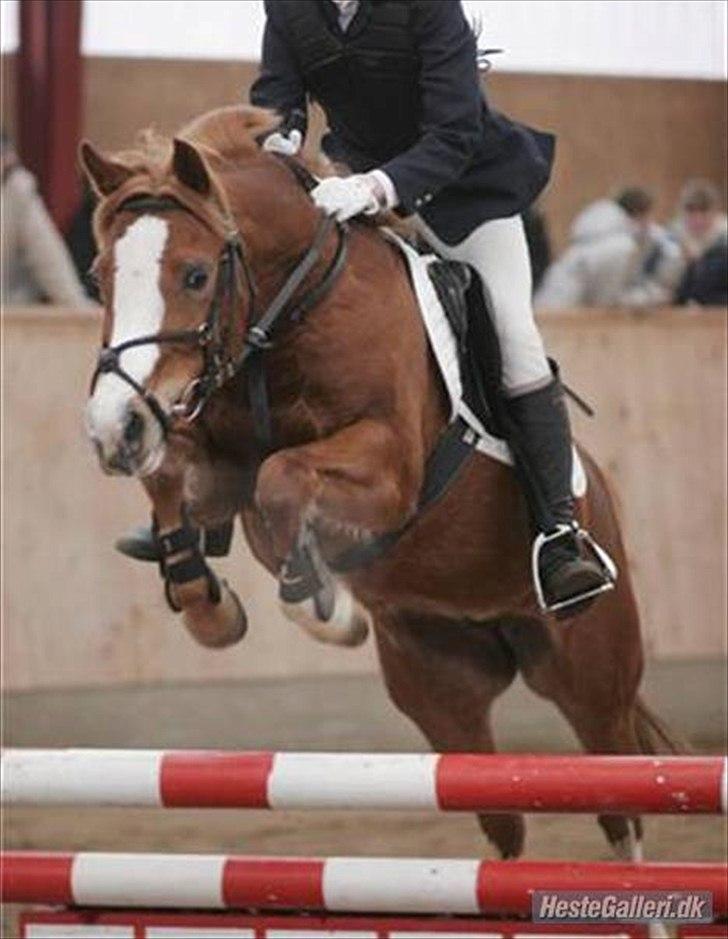 Anden særlig race Rosengårdens Papaya - Velkommen til smukke Pejs ! :D billede 1