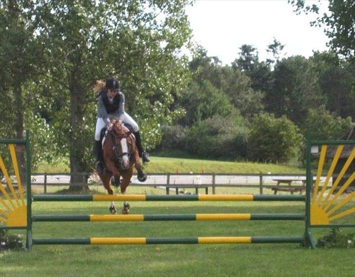 Anden særlig race Rosengårdens Papaya billede 2