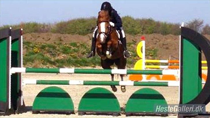 Anden særlig race Rosengårdens Papaya billede 3