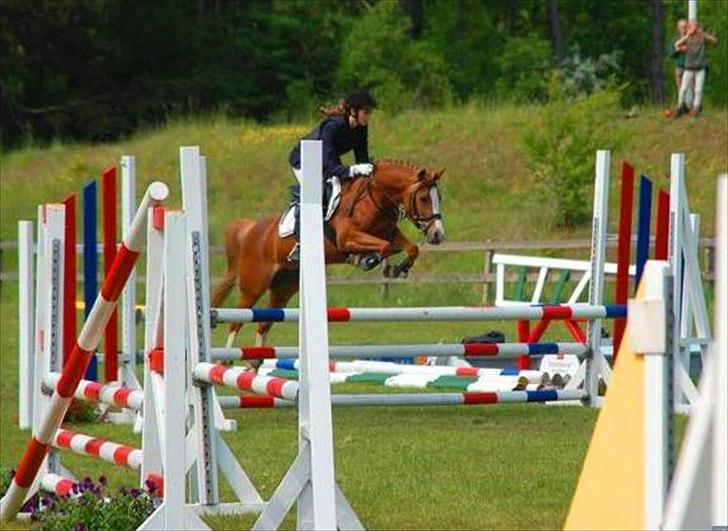 Anden særlig race Rosengårdens Papaya billede 4