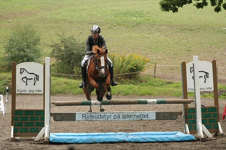 Anden særlig race Rosengårdens Papaya billede 6