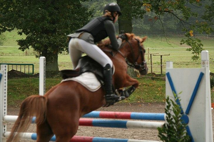 Anden særlig race Rosengårdens Papaya billede 7