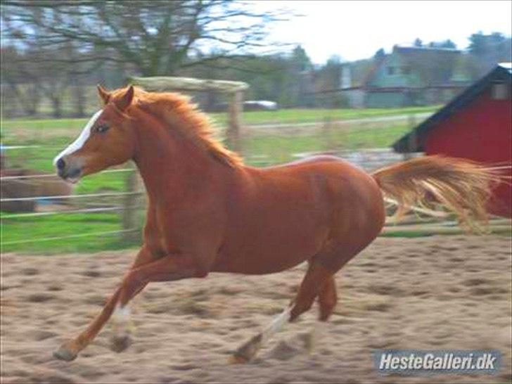 Anden særlig race Rosengårdens Papaya billede 8